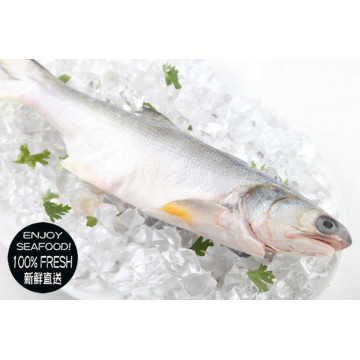 海鮮主義 肉質鮮嫩午仔魚5包組 (300g±10%/包)