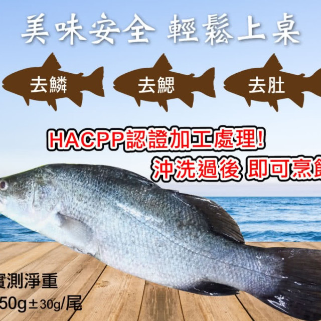 頤珍宮膳 產銷海水金目鱸魚整尾10尾 (350g±10%*10 海鮮 鮮魚 生鮮 時令 時令魚)