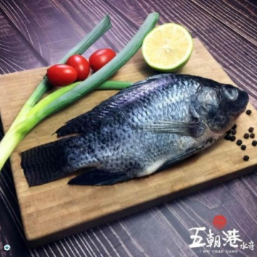 五朝港水產台灣 學甲 吳郭魚 台灣鯛 共6隻組  無腥味 400-500克/隻