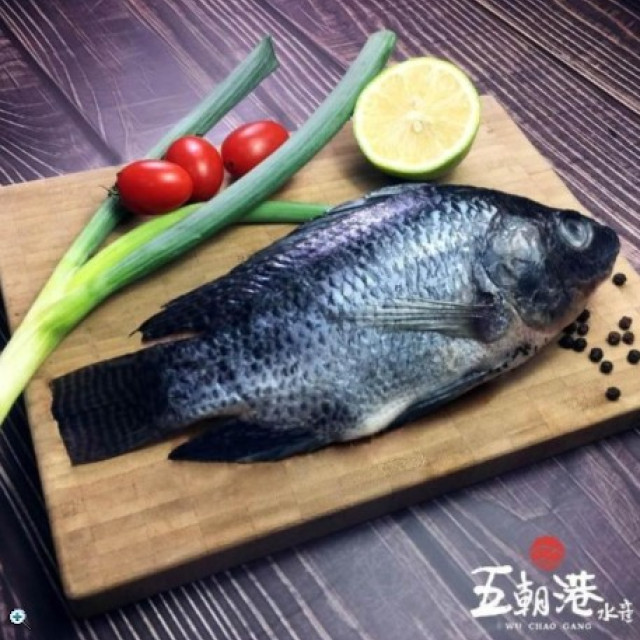 五朝港水產台灣 學甲 吳郭魚 台灣鯛 共6隻組  無腥味 400-500克/隻