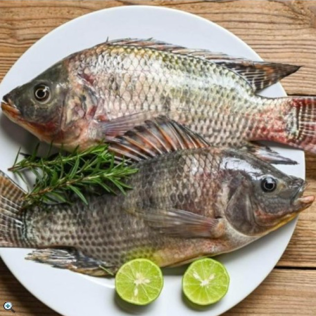 五朝港水產台灣 學甲 吳郭魚 台灣鯛 共6隻組  無腥味 400-500克/隻